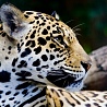 Jaguar__D